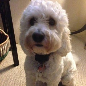 Meet your Posher, Roberta